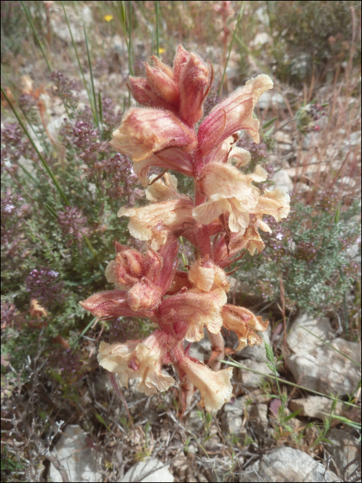 Orobanche artemisii-campestris