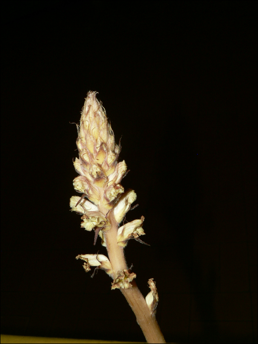 Orobanche artemisii-campestris