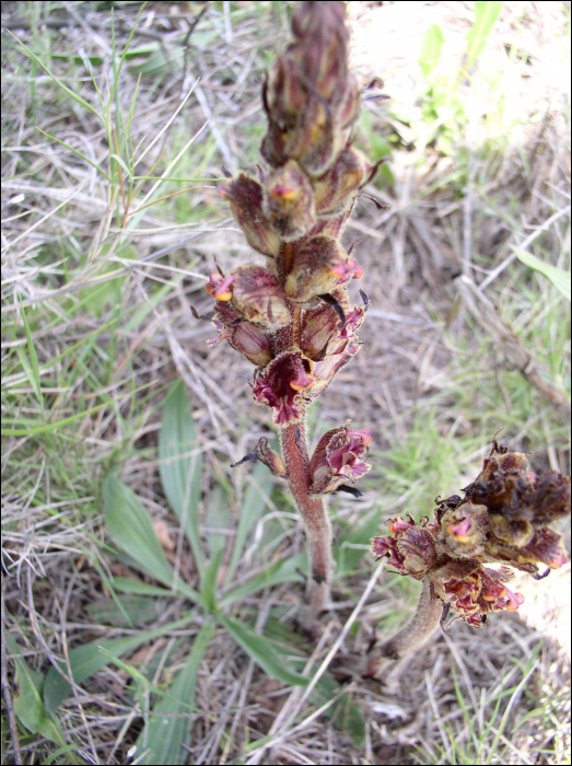 Orobanche gracilis