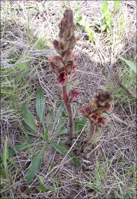 Orobanche gracilis