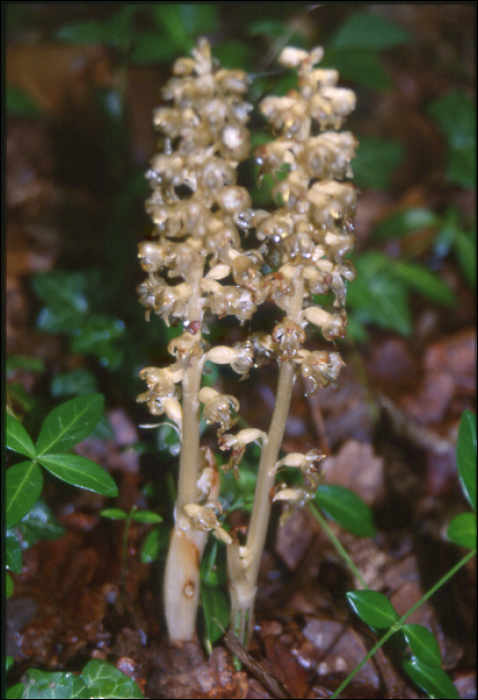 Orobanche hederae