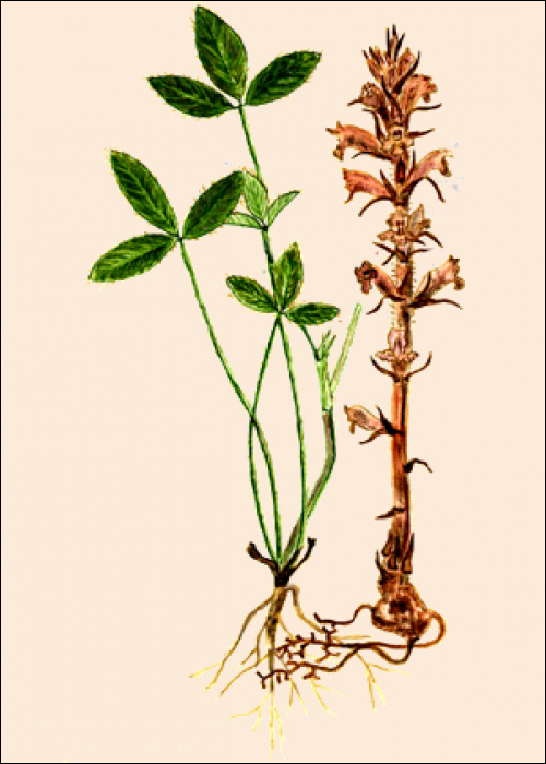 Orobanche minor Sutton