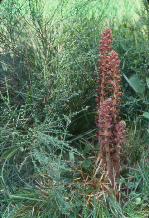 Orobanche rapum-genistae Thuill.