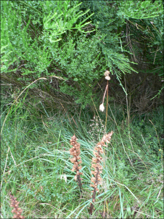 Orobanche rapum-genistae Thuill.