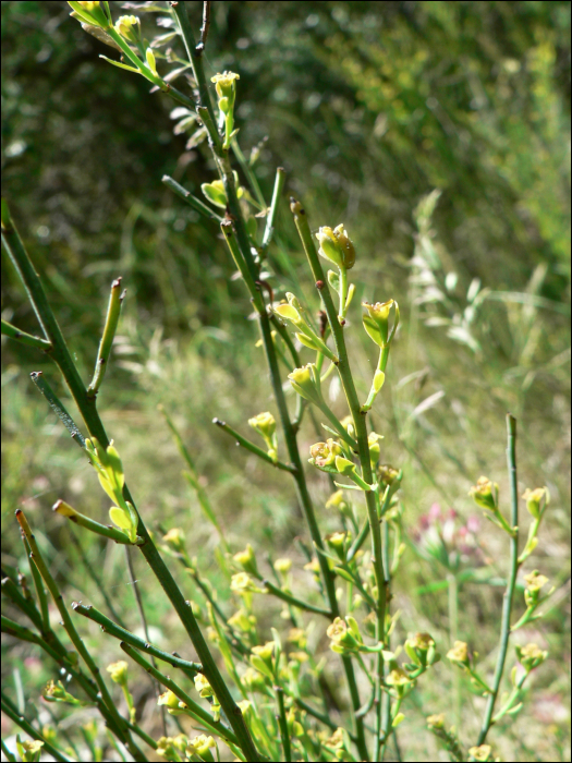 Osyris alba