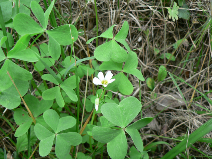 Oxalis acetosella L.