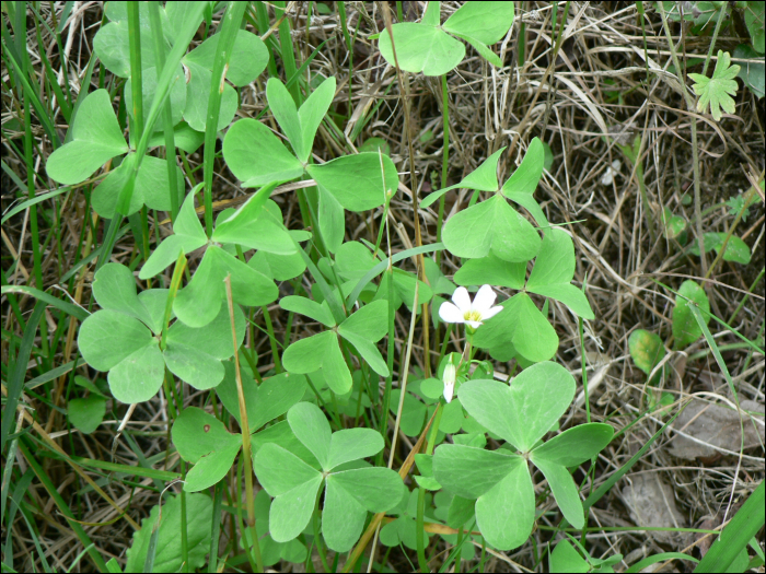 Oxalis acetosella L.