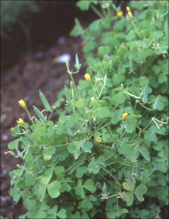 Oxalis fontana Bunge (=O. stricta) 