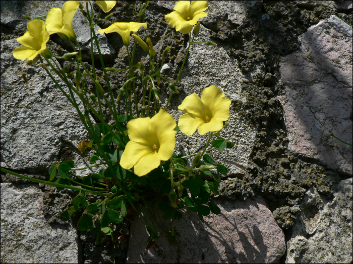 Oxalis pes-caprae L. (=Oxalis cernua)