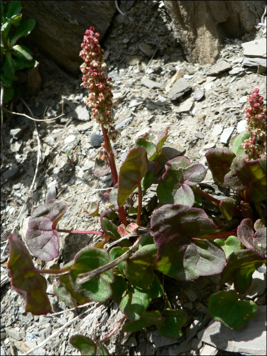 Oxyria digyna (L.)