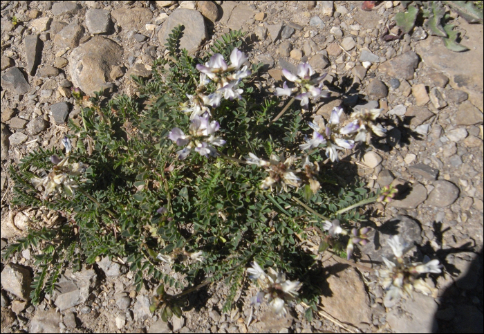 Oxytropis amethystea