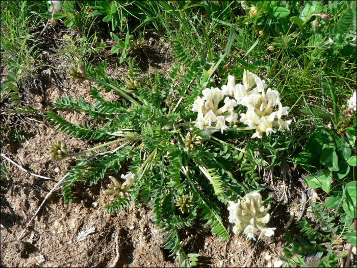 Oxytropis campestris (L.) (=Astragalus campestris)