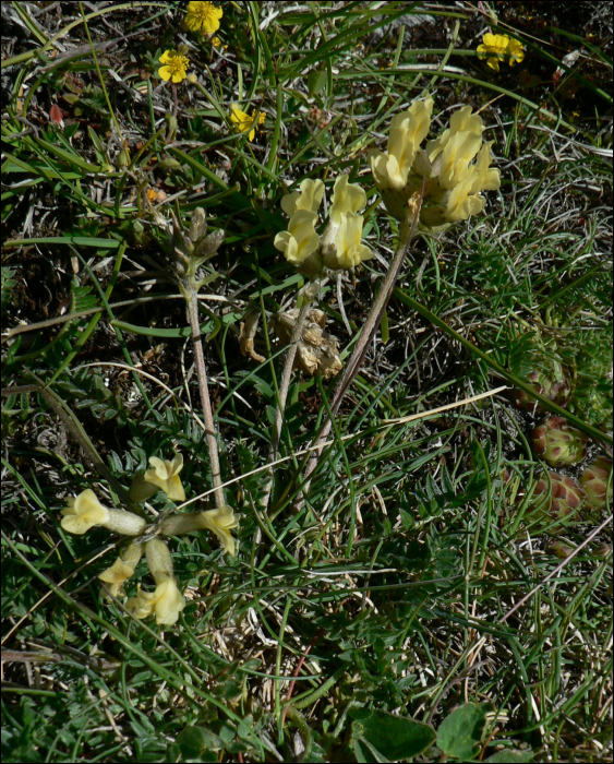 Oxytropis campestris (L.) (=Astragalus campestris)