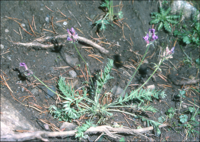 Oxytropis jacquinii Bunge (=Astragalus montanus)
