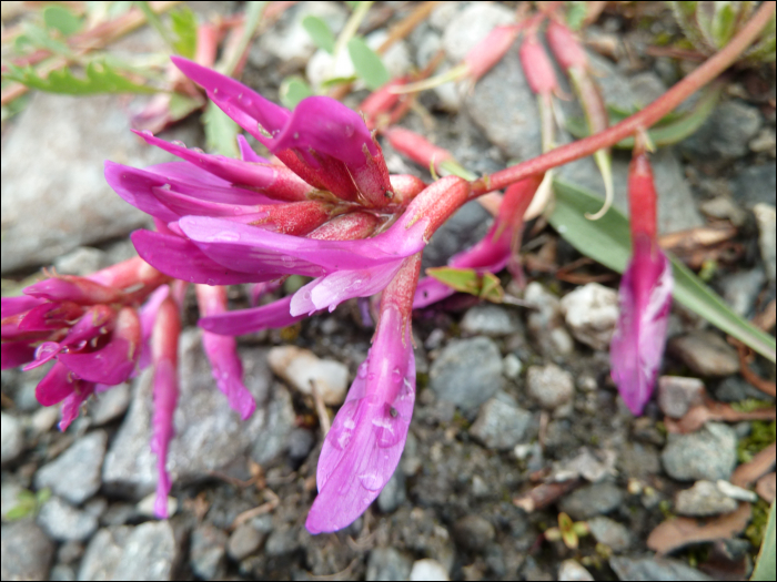 Oxytropis jacquinii Bunge (=Astragalus montanus)