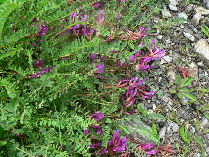 Oxytropis jacquinii Bunge (=Astragalus montanus)