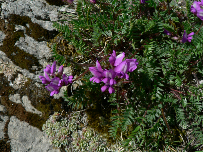 Oxytropis pyrenaica