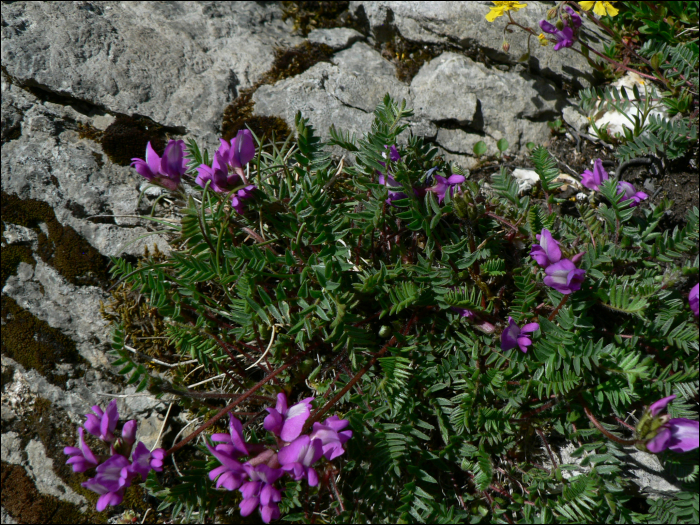 Oxytropis pyrenaica