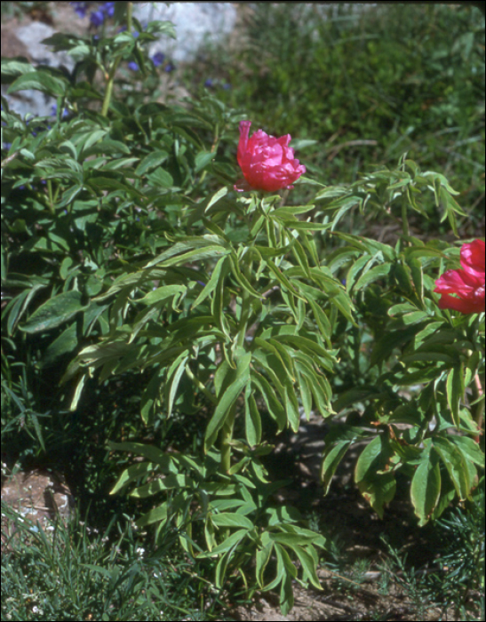 Paeonia officinalis L.