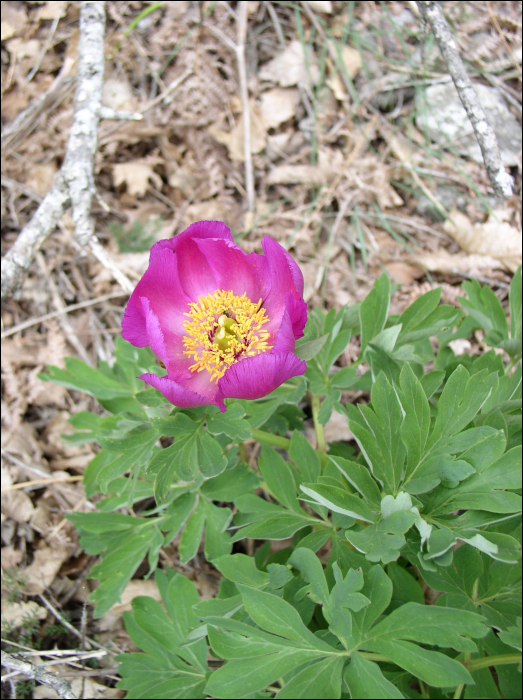 Paeonia officinalis L.