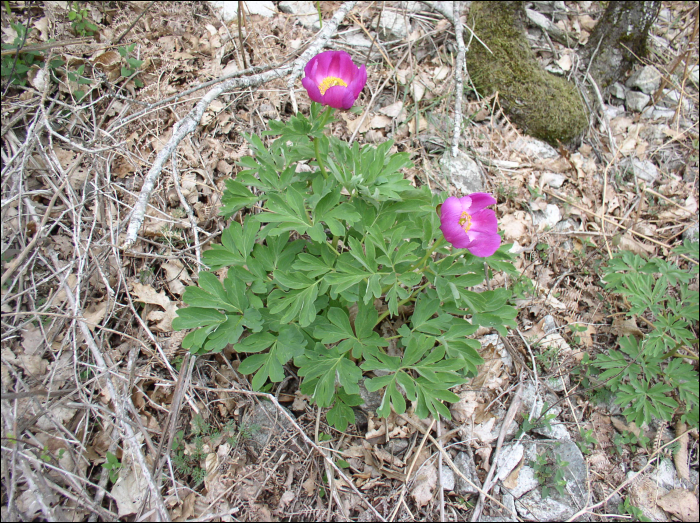 Paeonia officinalis L.