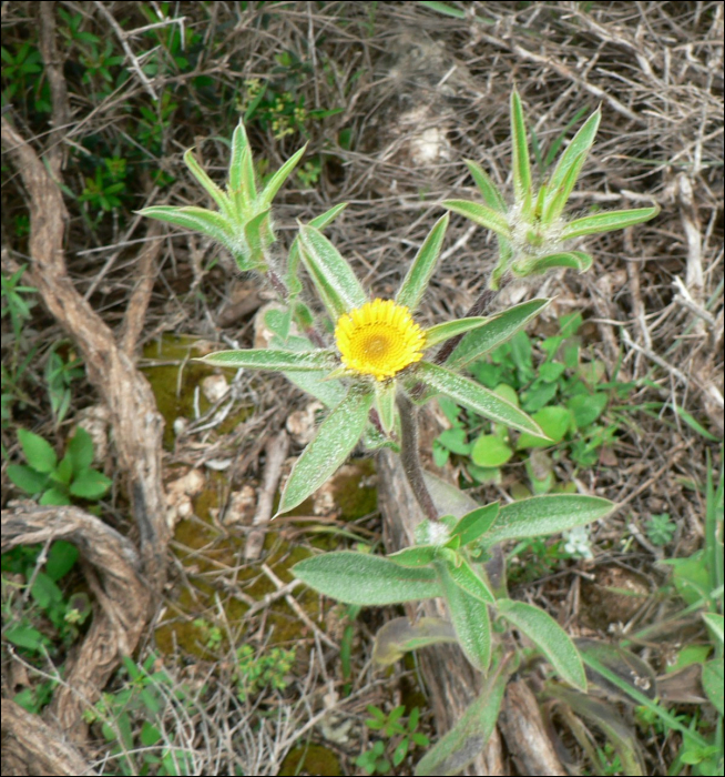 Pallenis spinosa