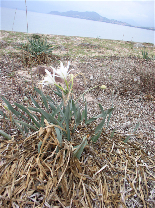 Pancratium maritimum