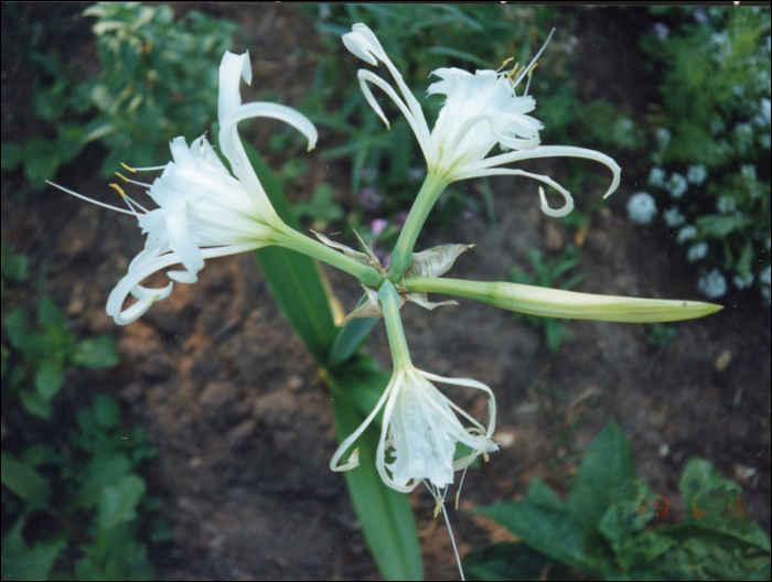 Pancratium maritimum