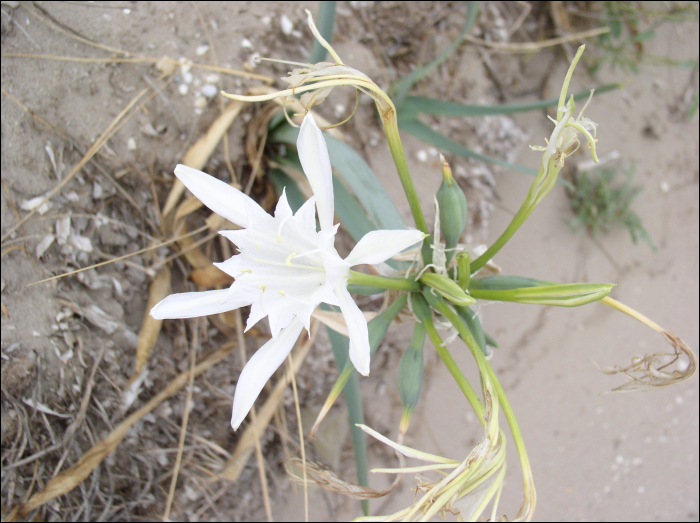 Pancratium maritimum