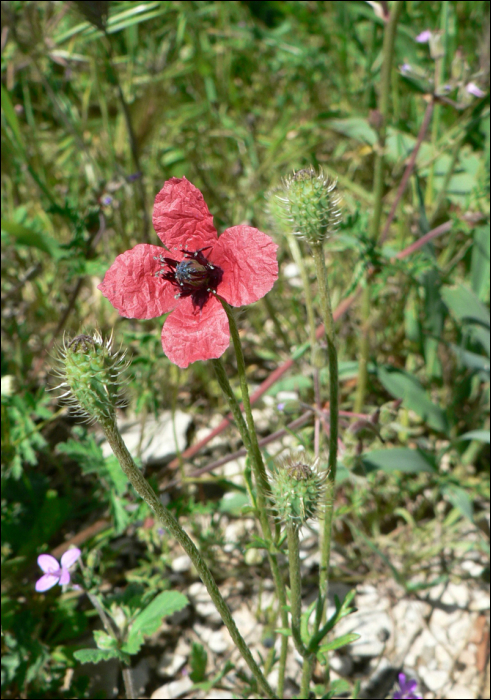 Papaver argemone L.