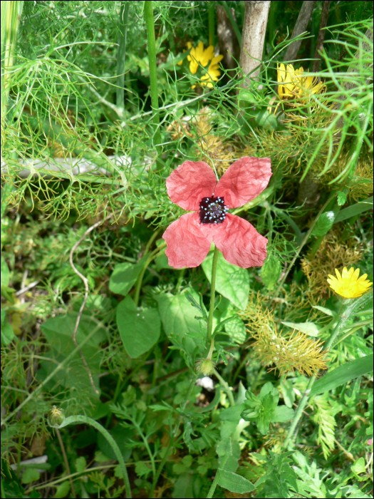 Papaver argemone L.