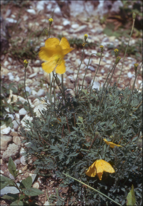 Papaver occidentale (Mark) (=P. alpina) 