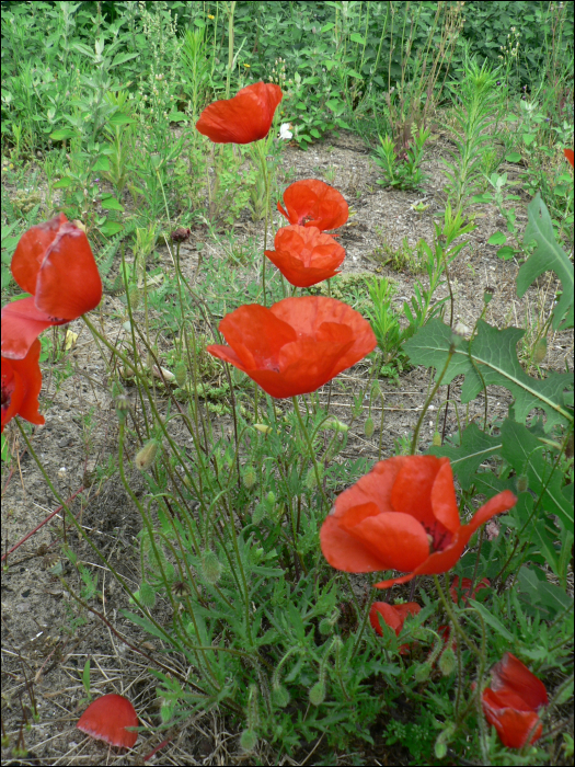 Papaver rhaeas L.