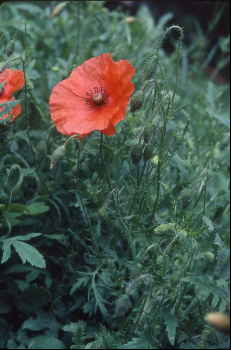 Papaver rhaeas L.