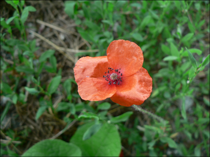 Papaver rhaeas L.