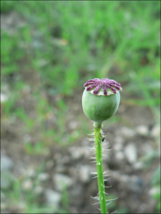 Papaver rhaeas L.