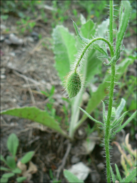 Papaver rhaeas L.