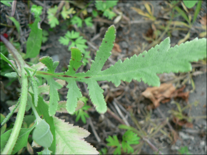 Papaver rhaeas L.