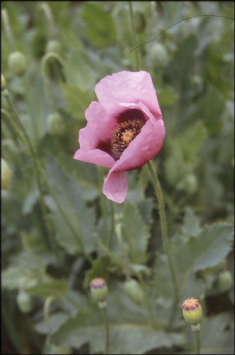 Papaver somniferum