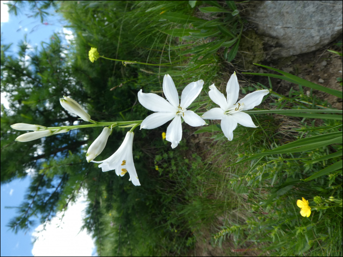 Paradisia liliastrum (L.)