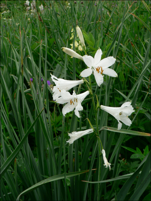 Paradisia liliastrum (L.)