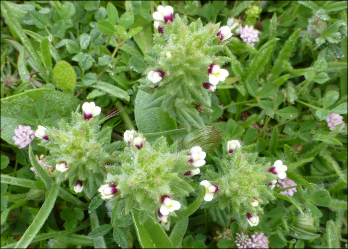 Parentucellia latifolia