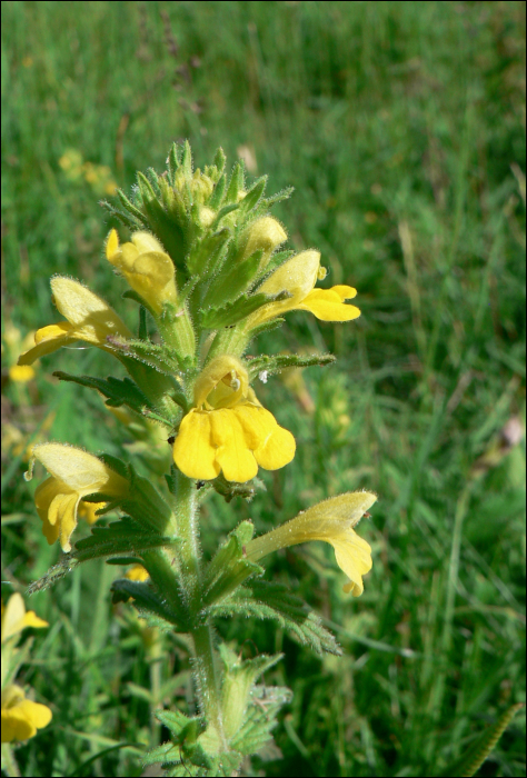 Parentucellia viscosa