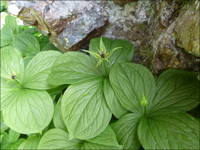 Paris quadrifolia L.