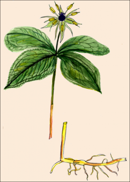 Paris quadrifolia L.