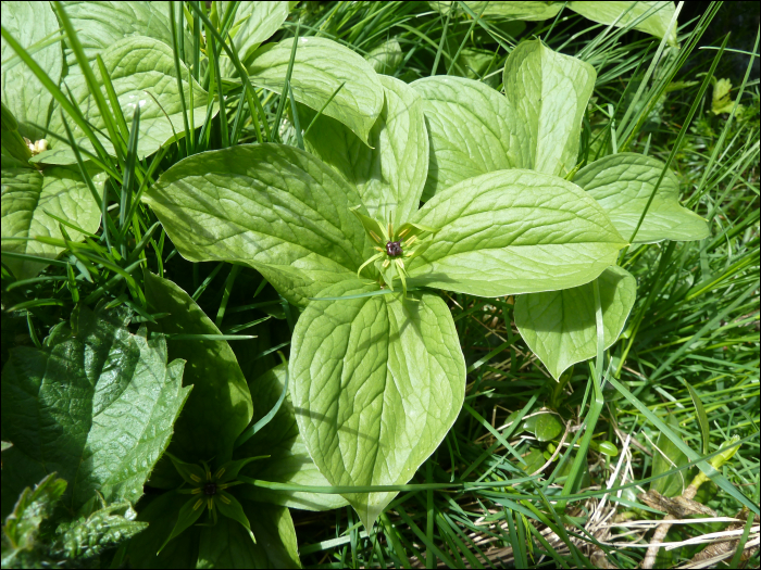 Paris quadrifolia L.