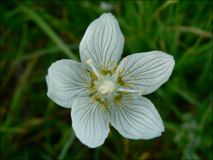 Parnassia palustris L.