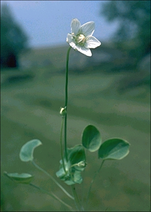 Parnassia palustris L.