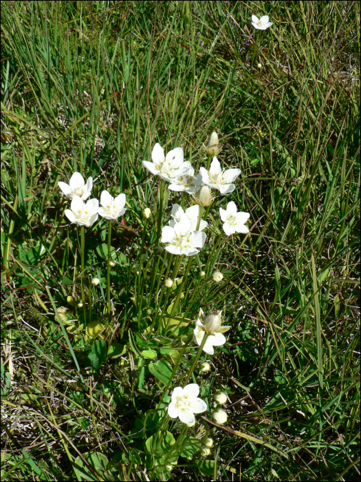 Parnassia palustris L.