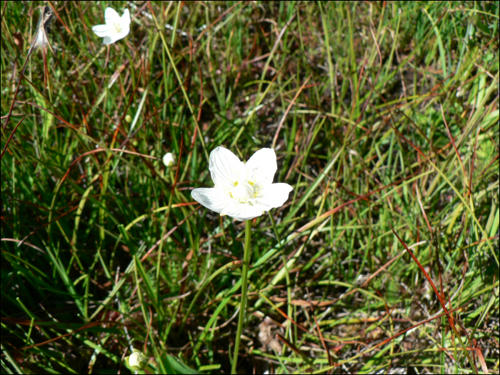 Parnassia palustris L.